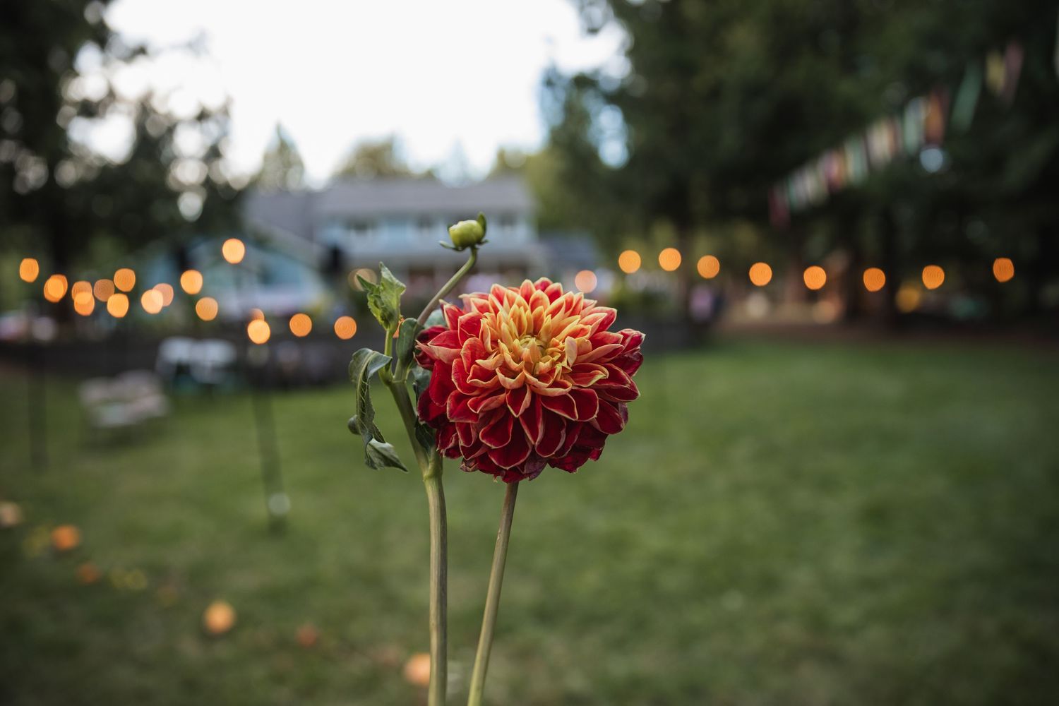 String lights and red dahlias create a romantic outdoor wedding atmosphere at dusk.