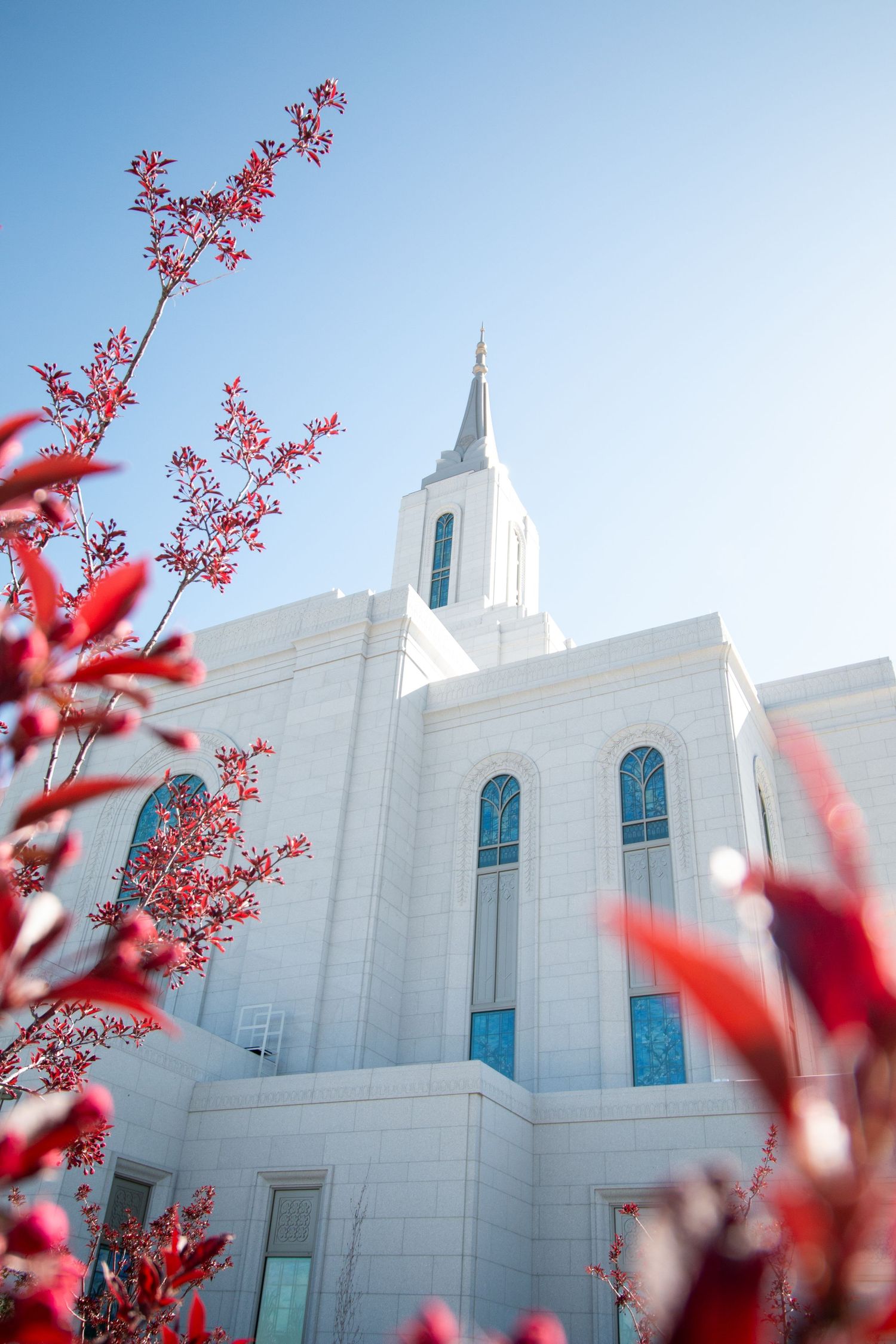 White Mormon temple building with red spring blossoms against bright blue sky.