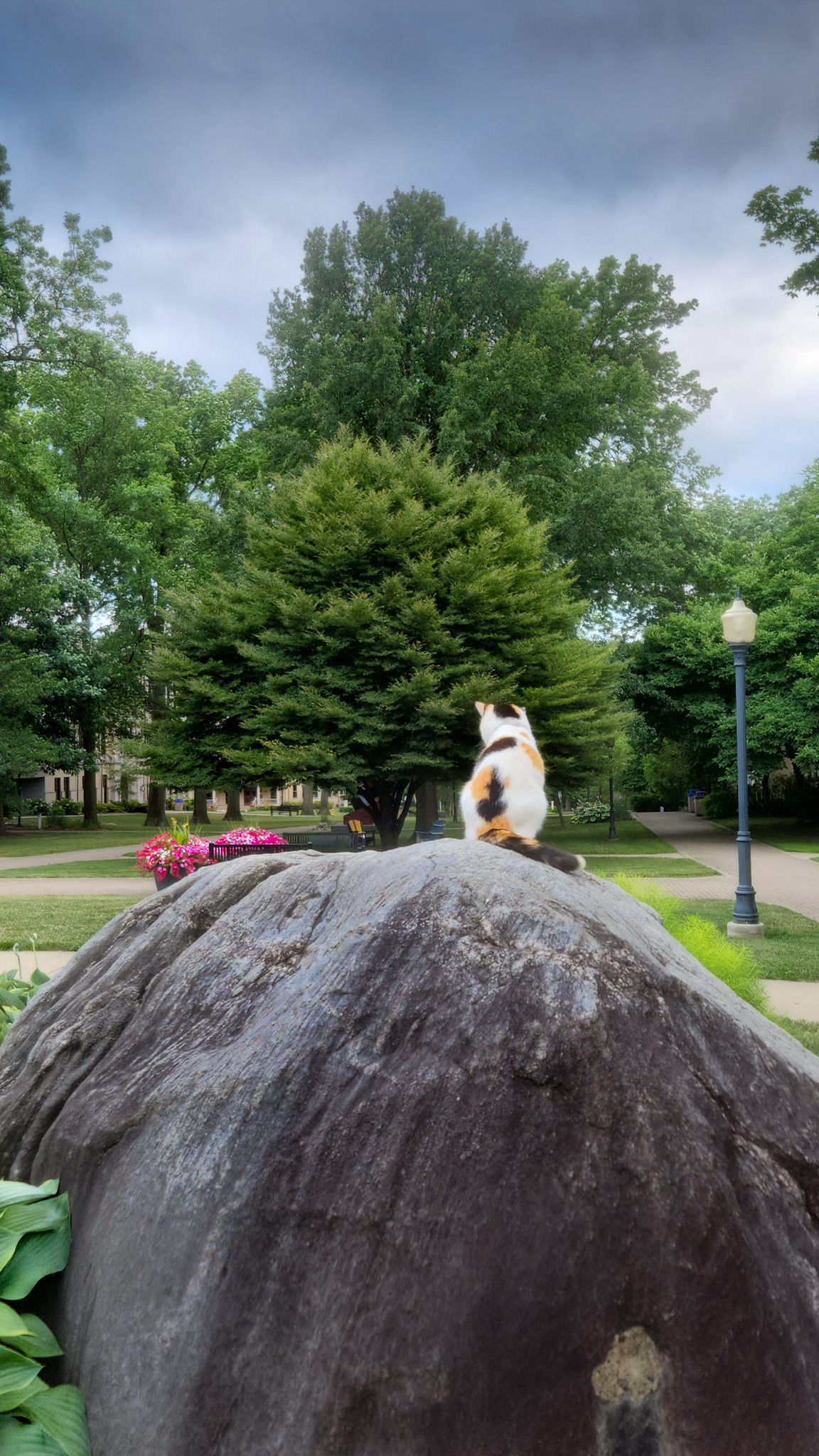 A cat looking into the distance