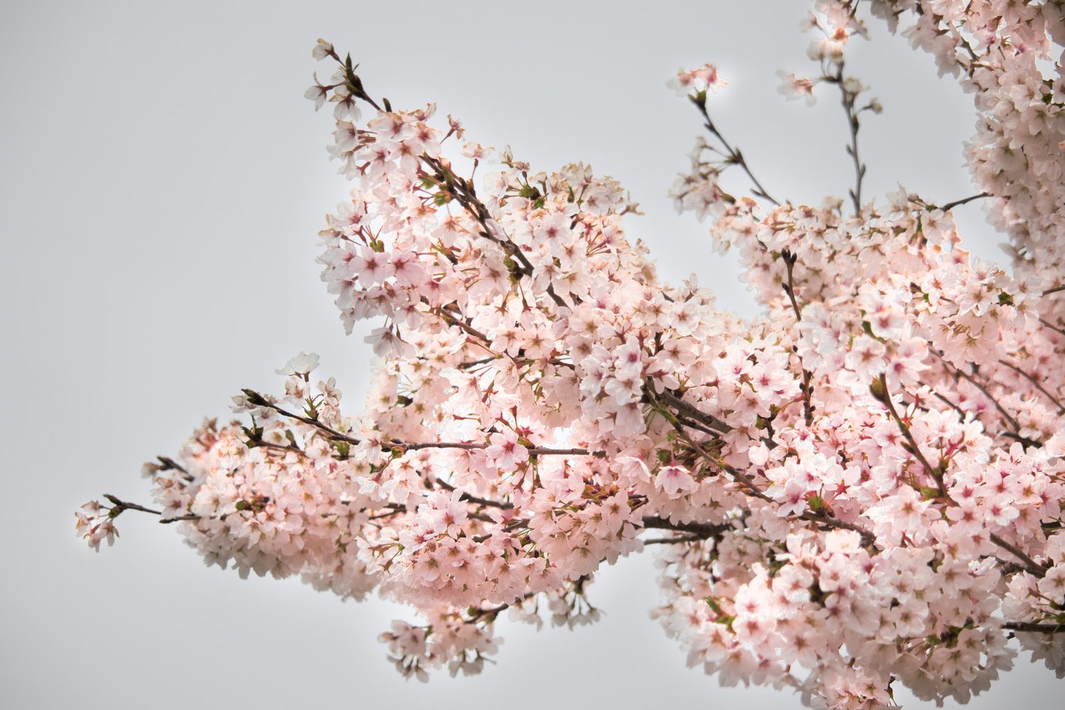 Cherry blossom branch in Akron Ohio