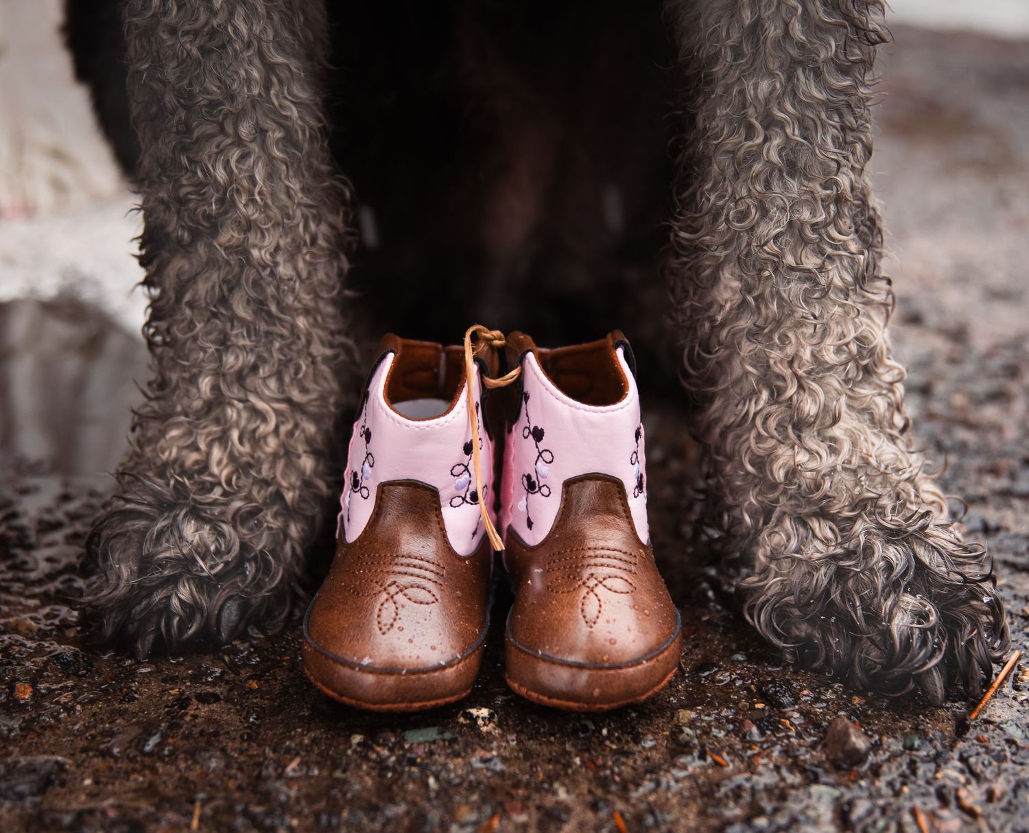 Missoula, Mt maternity portrait with pet
Kayla Sproles Photography 2025