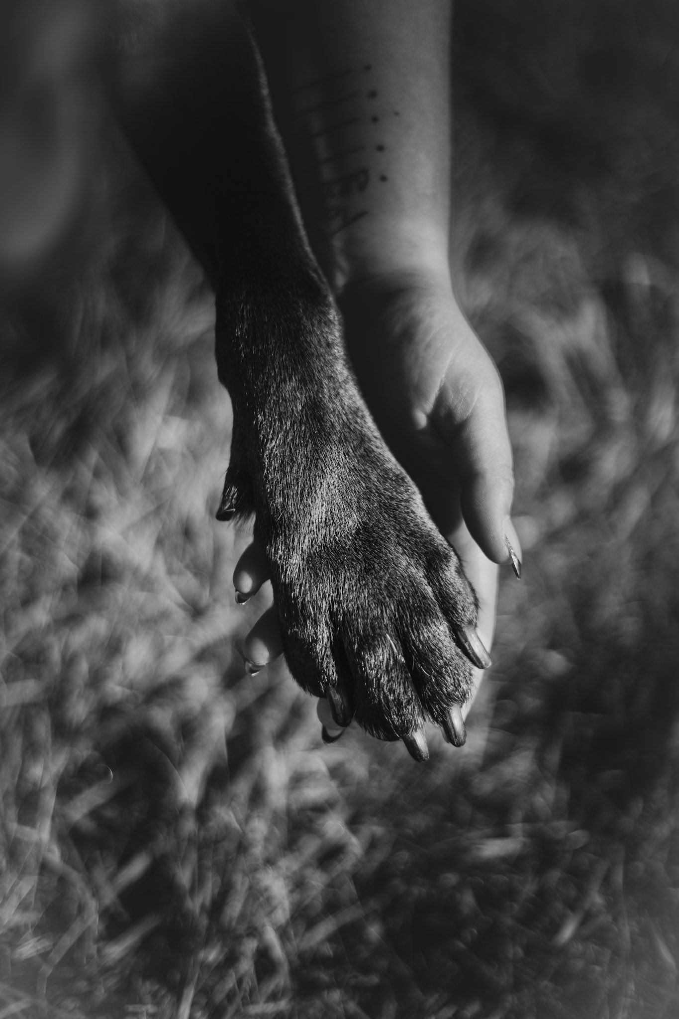 Black and white image of a person holding a dog's paw in Missoula, Montana.