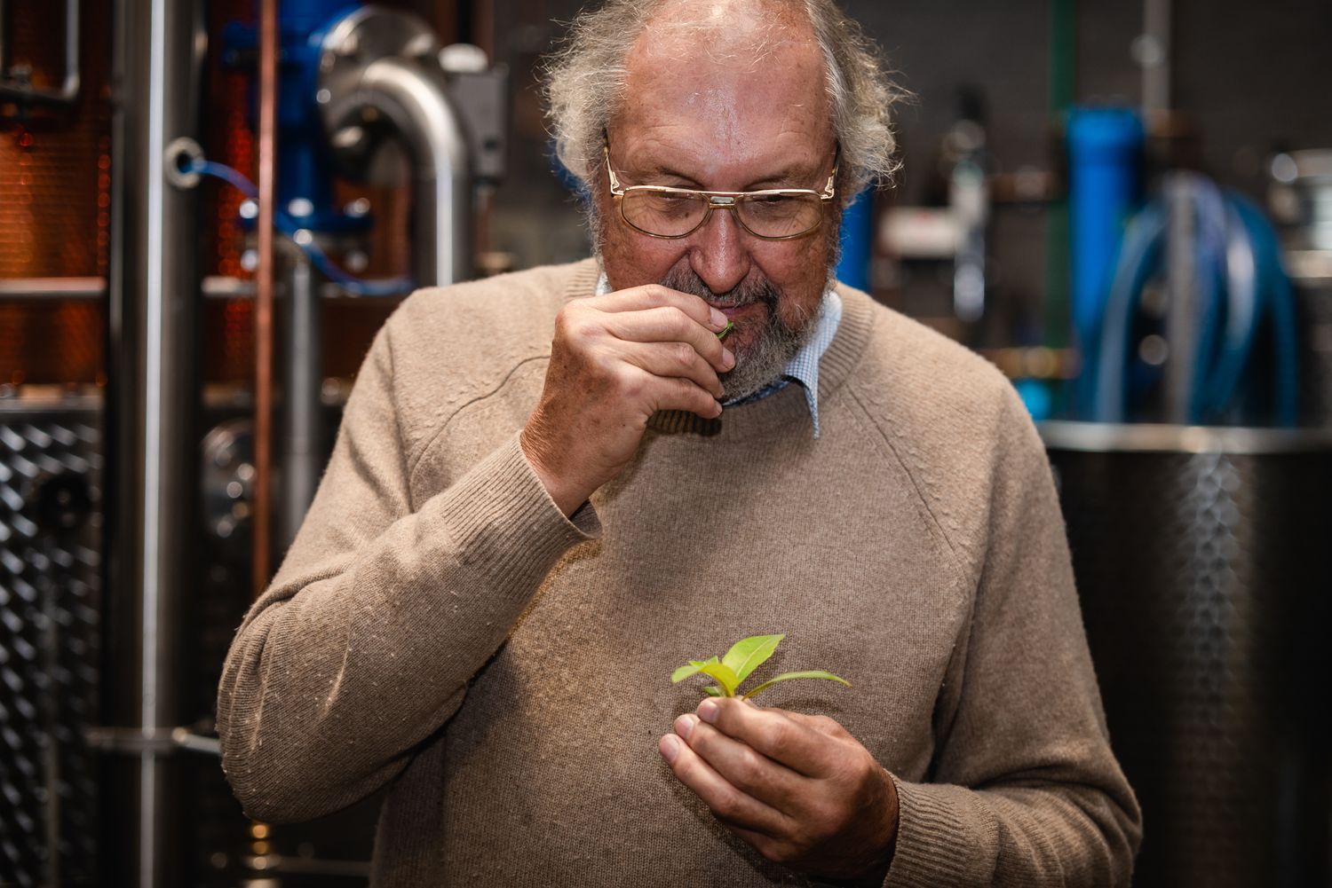 Elderly man smelling fresh herbs in a distillery, holding green botanicals near brewing equipment.