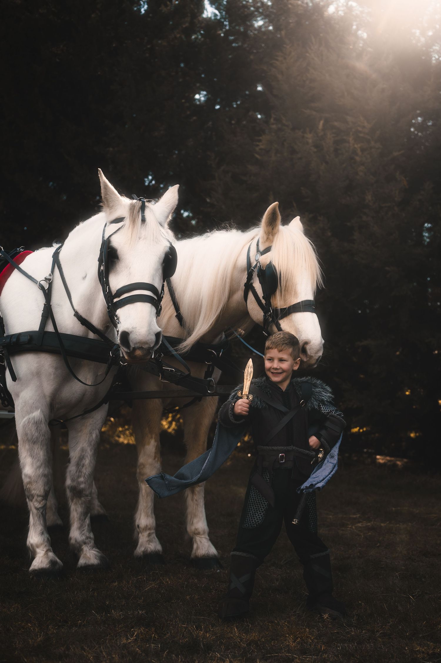 Beautiful white draft horses standing together in evening light.