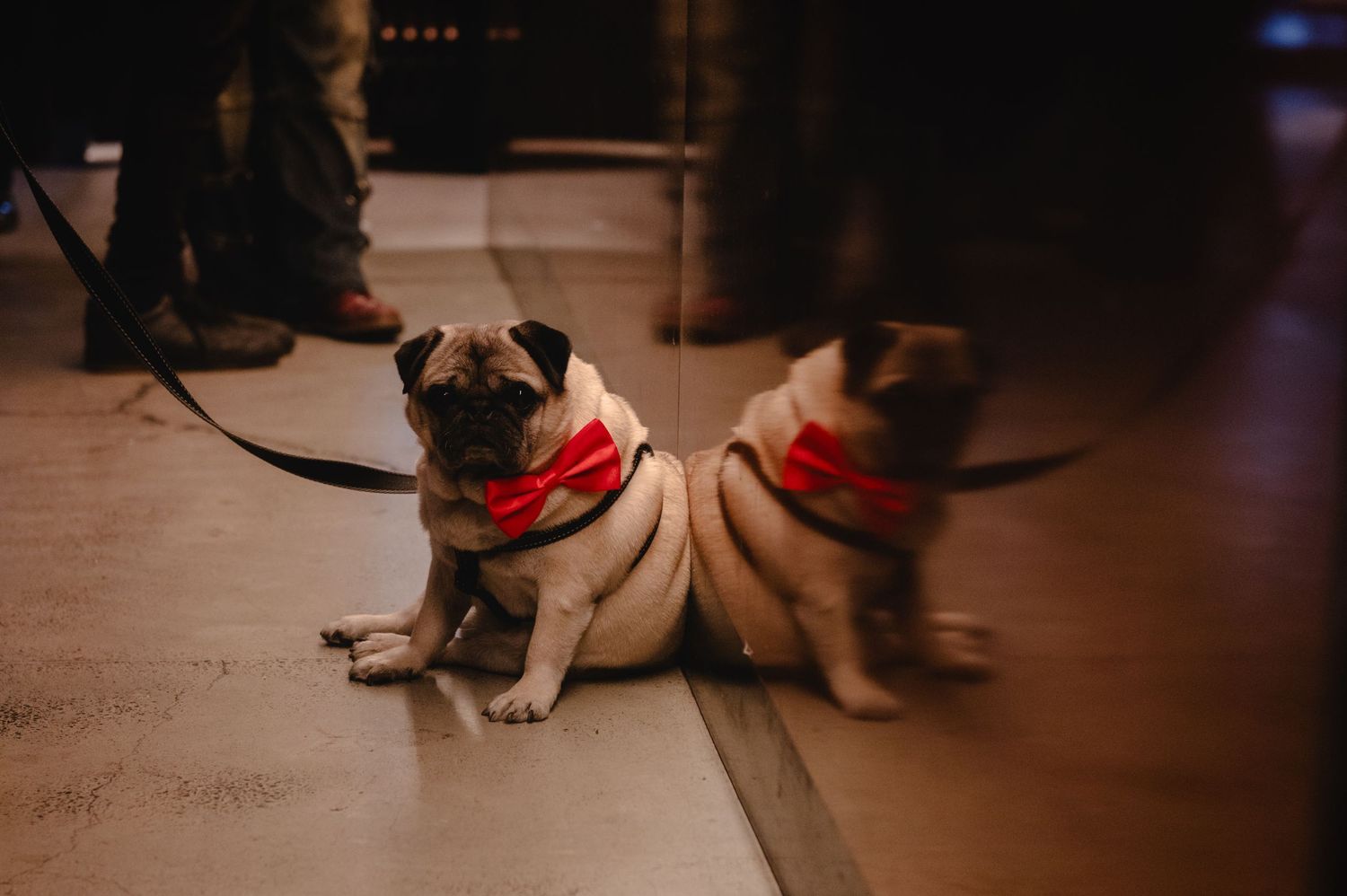 A cute pug dog wearing a red bow tie sits on a floor on a leash, reflected in a nearby mirror.