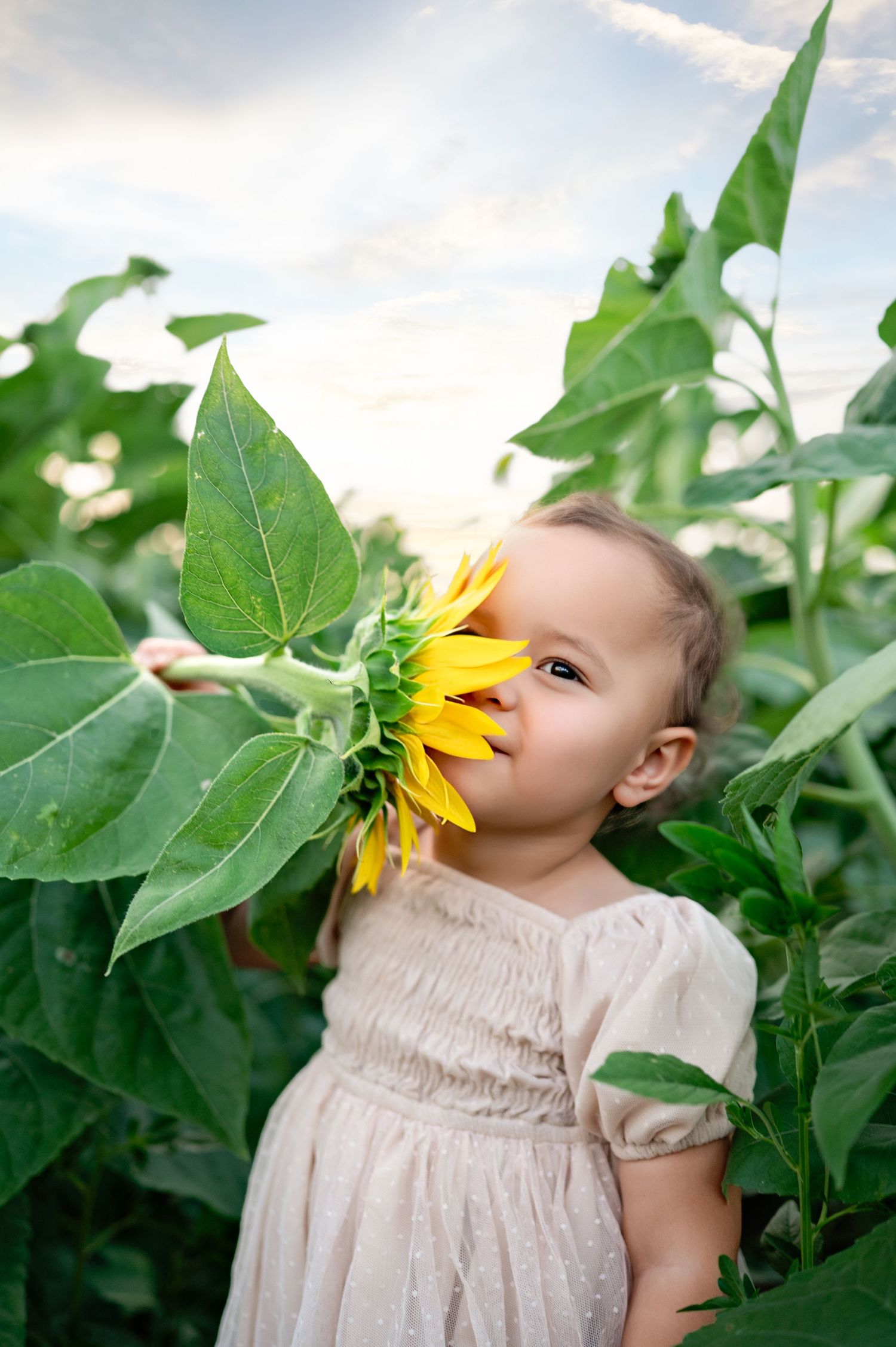 Small child smelling bright yellow sunflower in garden during sunset.