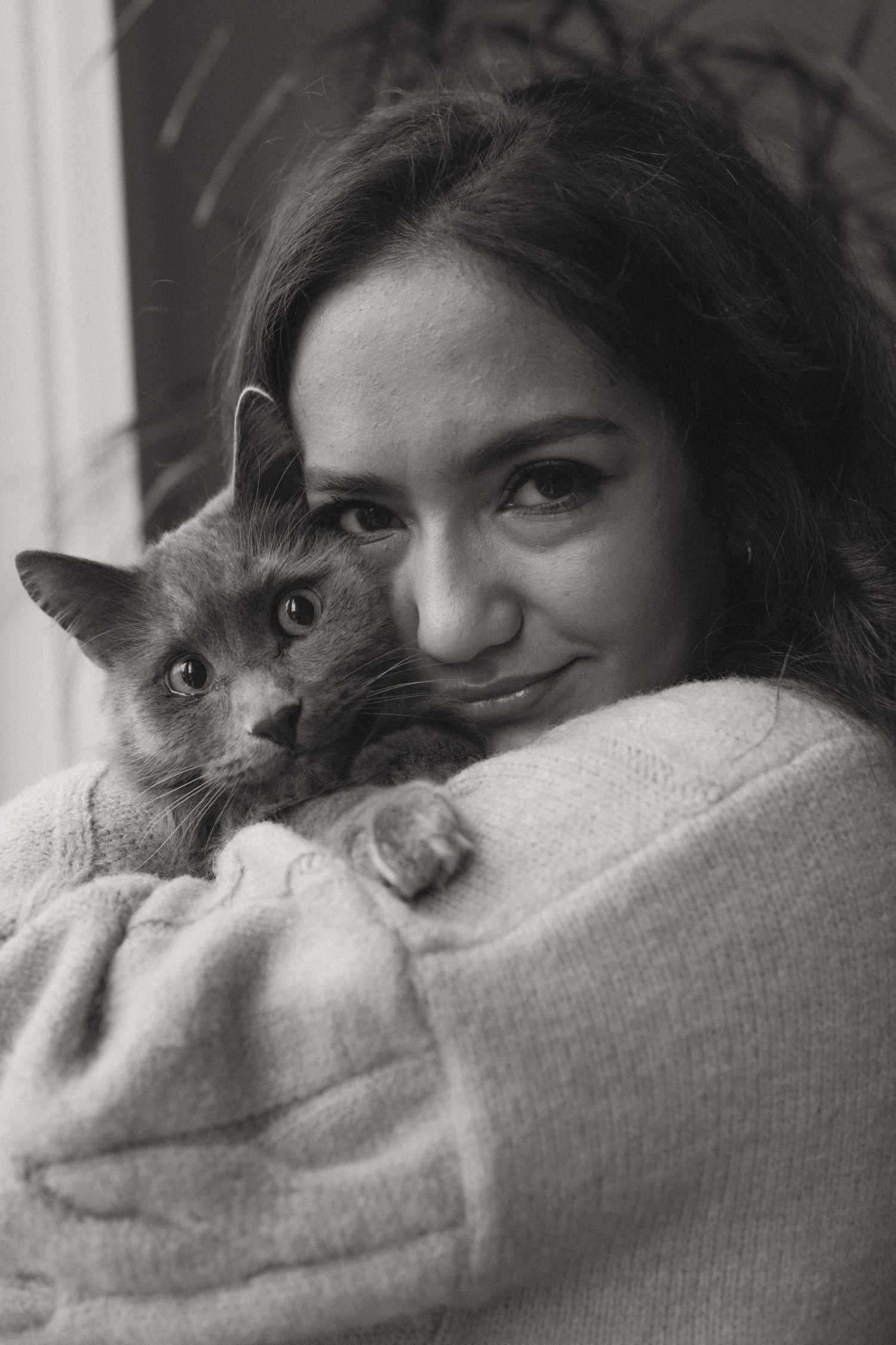 Black and white series of grey cat cuddling close in soft sweater.