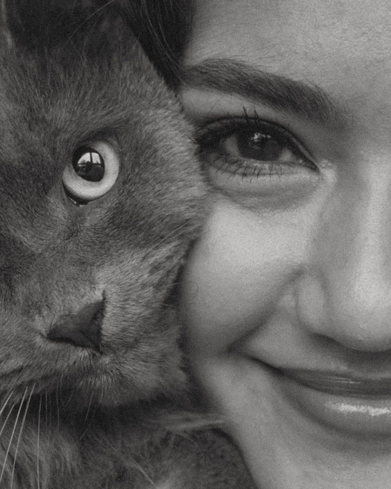 Close-up black and white portrait with grey cat nuzzling against soft sweater.