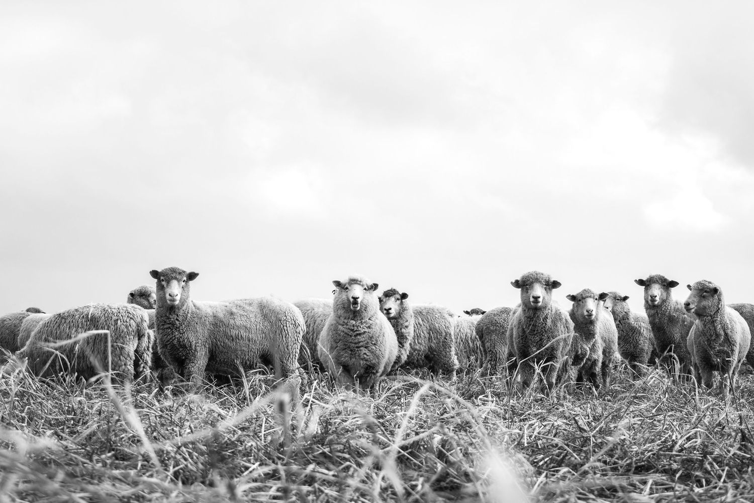 lambs in field