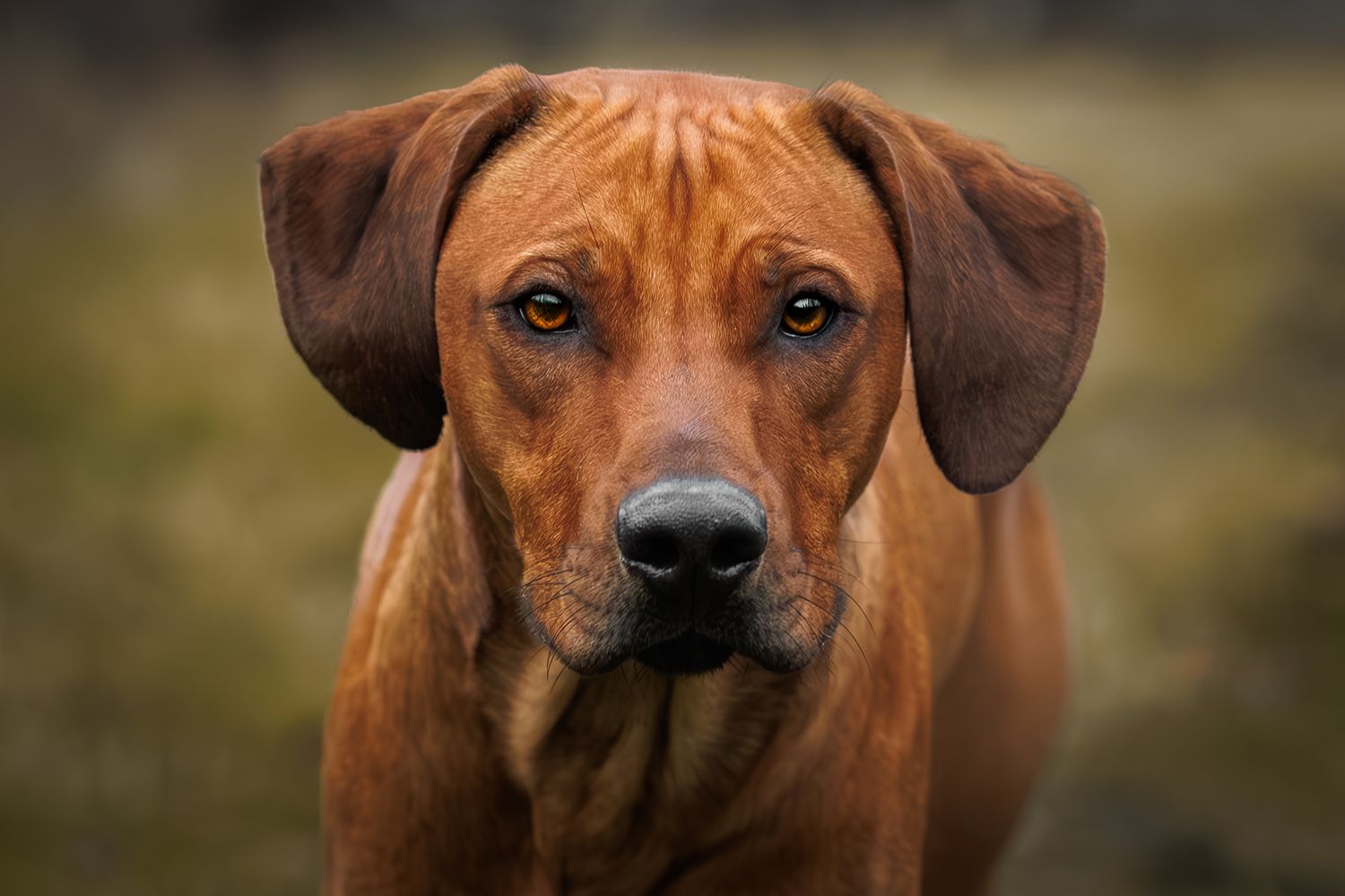 Rhodesian ridgeback med intensiv blick, fotograferad i mjukt ljus med suddig grön bakgrund.