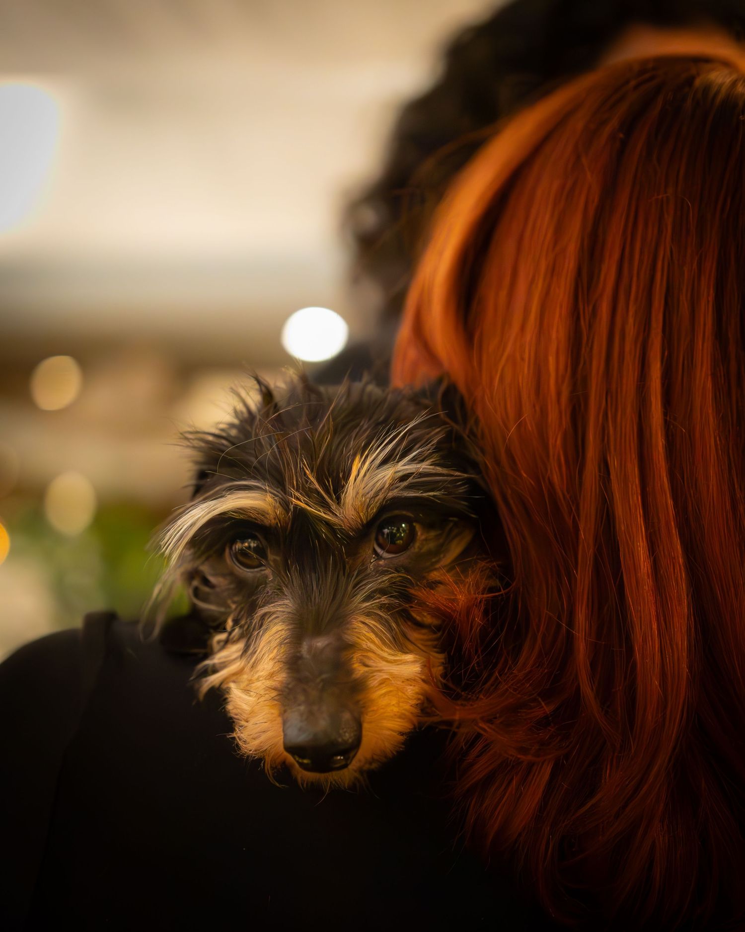 Liten hund, en strävhårig tax, hålls i famnen på person med rött hår, närbild med mjuk bakgrund. Mingelfotograf.