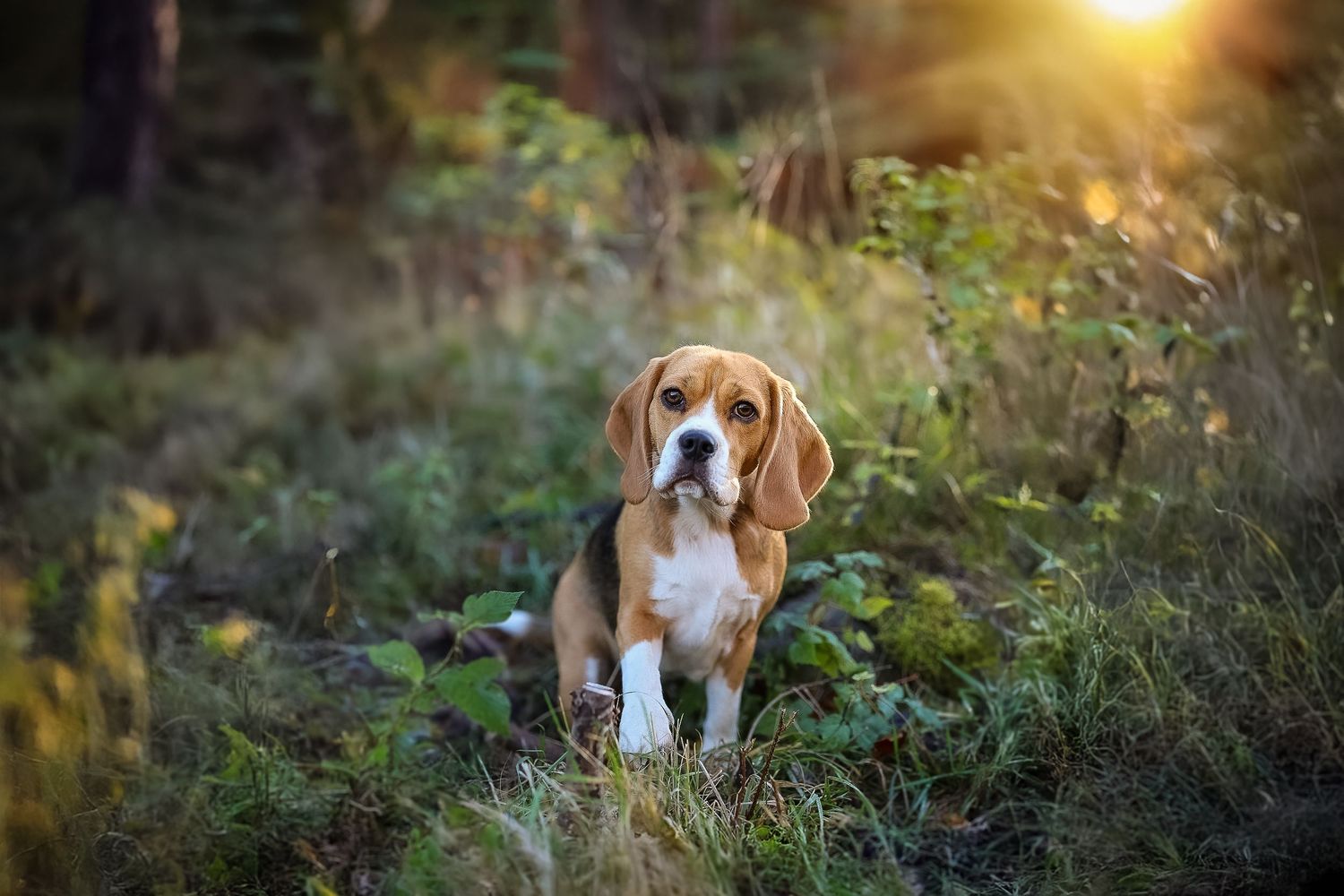 Beagle i skogsmiljö med gyllene kvällssol, stående bland blåbärsris och mossa.
