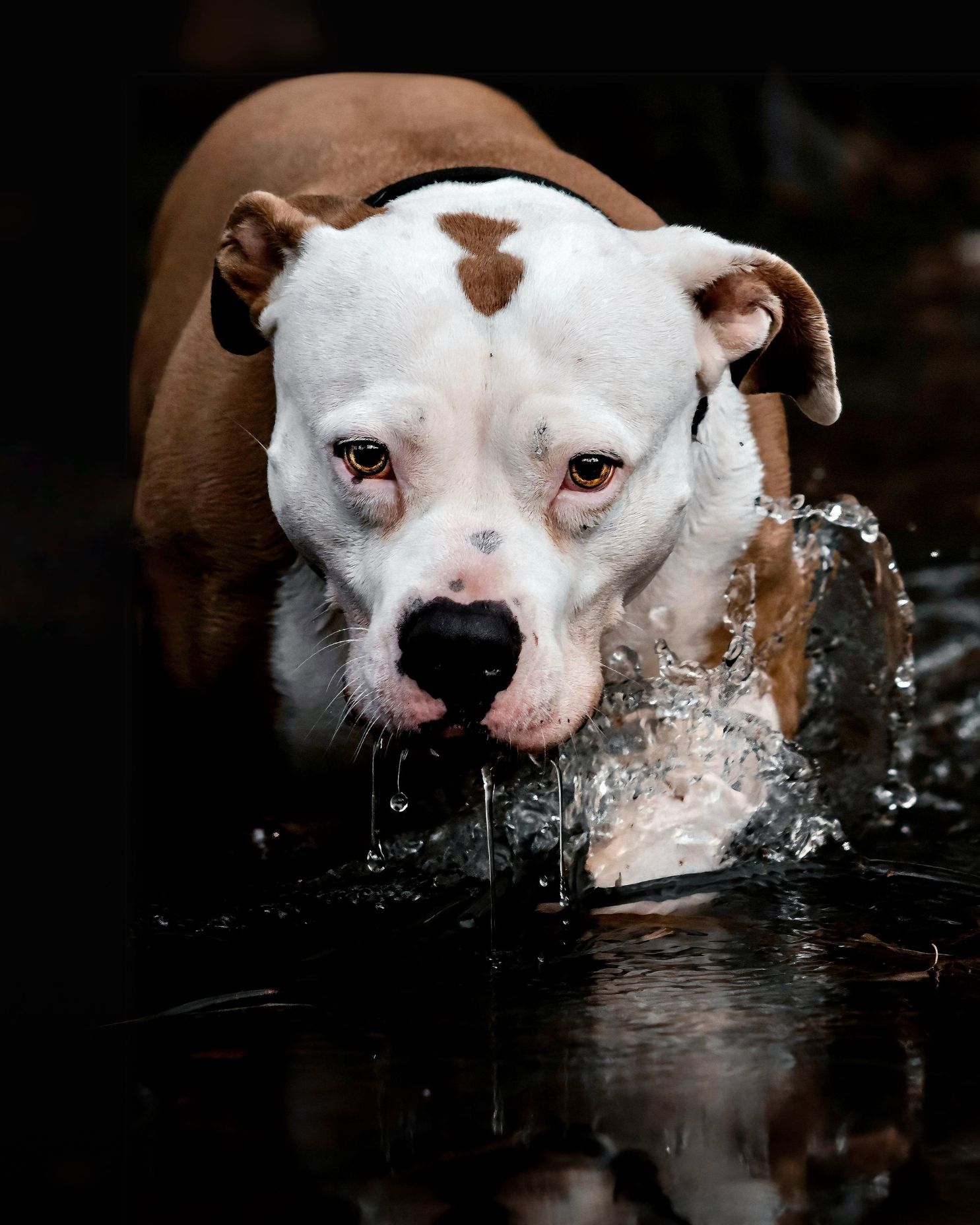 Vit och brun american bully som kliver upp ur vatten, med vattenstänk runt nosen och svart bakgrund.