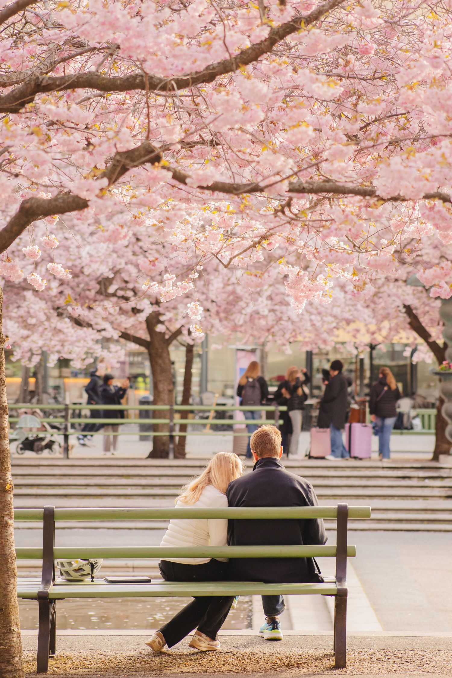 Par i Kungsträdgården under körsbärsblomningen i Stockholm under en photoshoot.