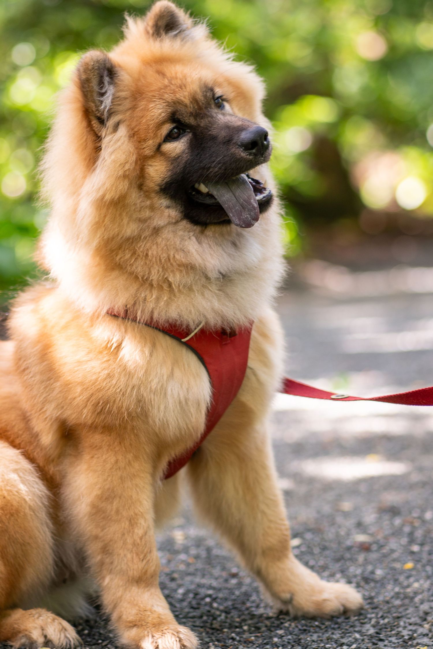 A red dog listens intensely with a silly expression.