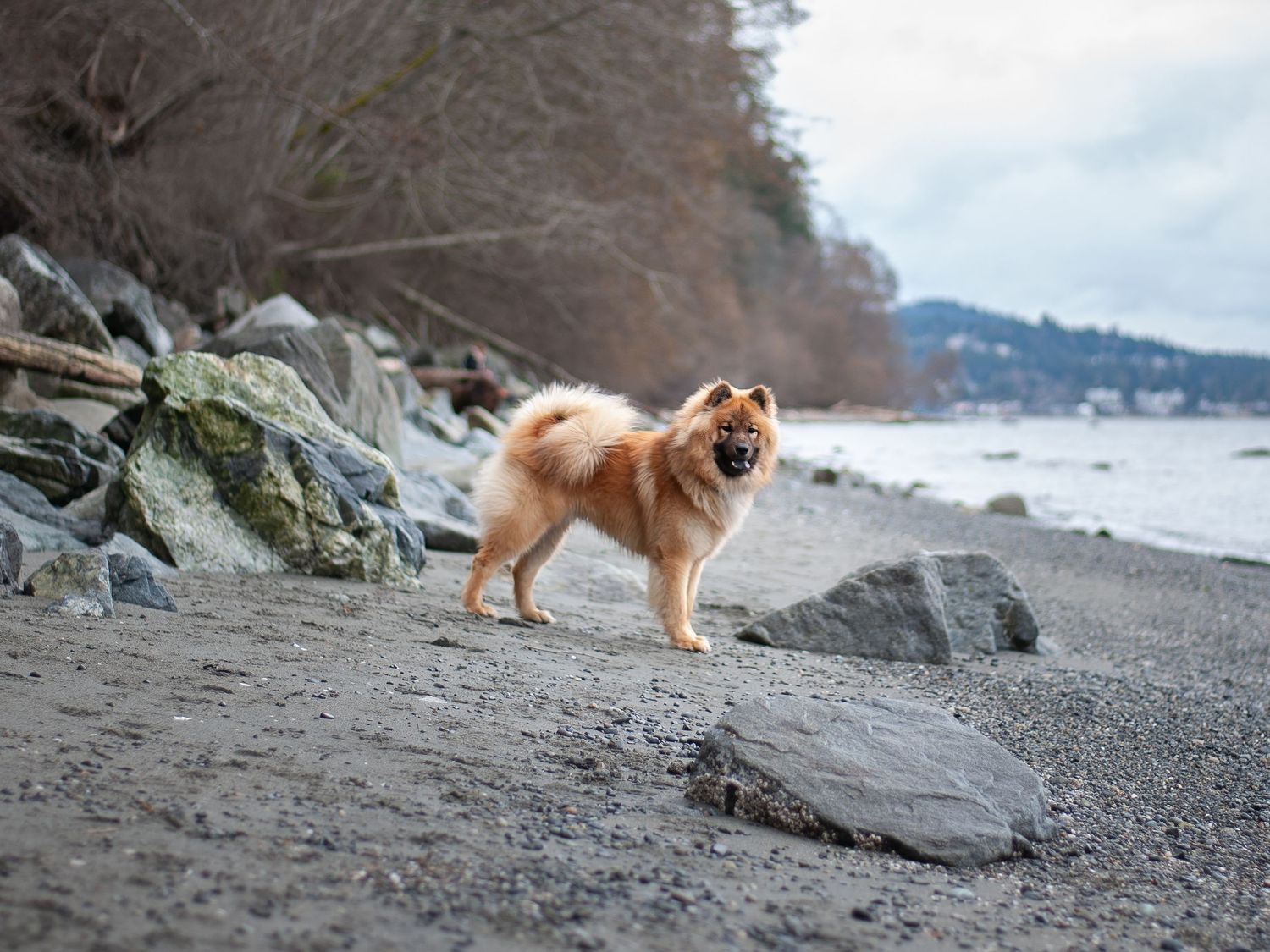 A red fluffy dog stands by the water and rocks at the edge of a beach.