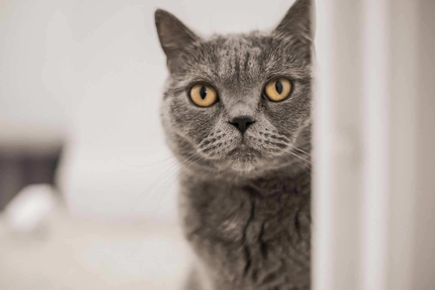 A grey cat with yellow eyes peers around a doorframe.