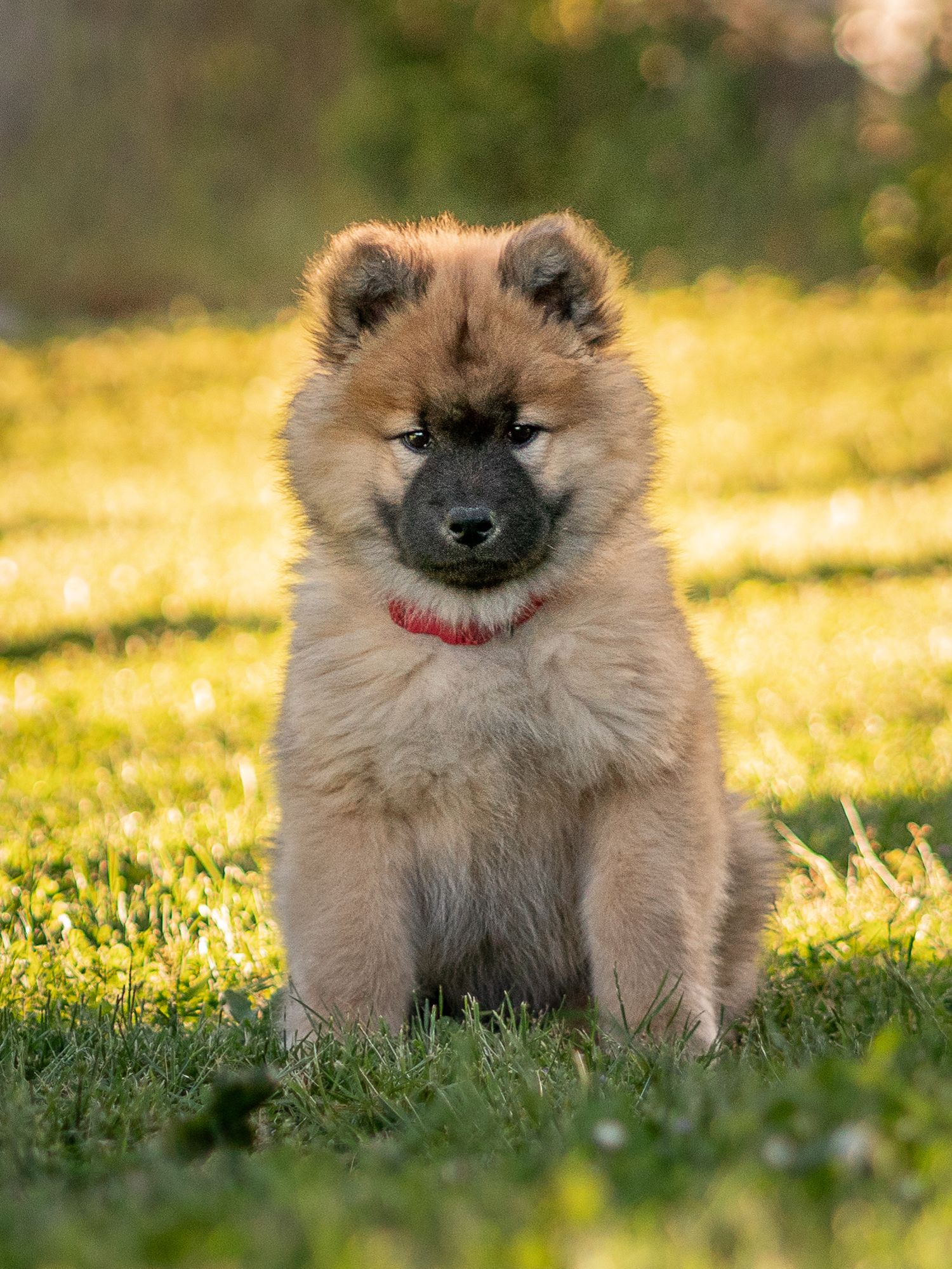 A cute brown puppy with a black mask and red collar sitting on grass.