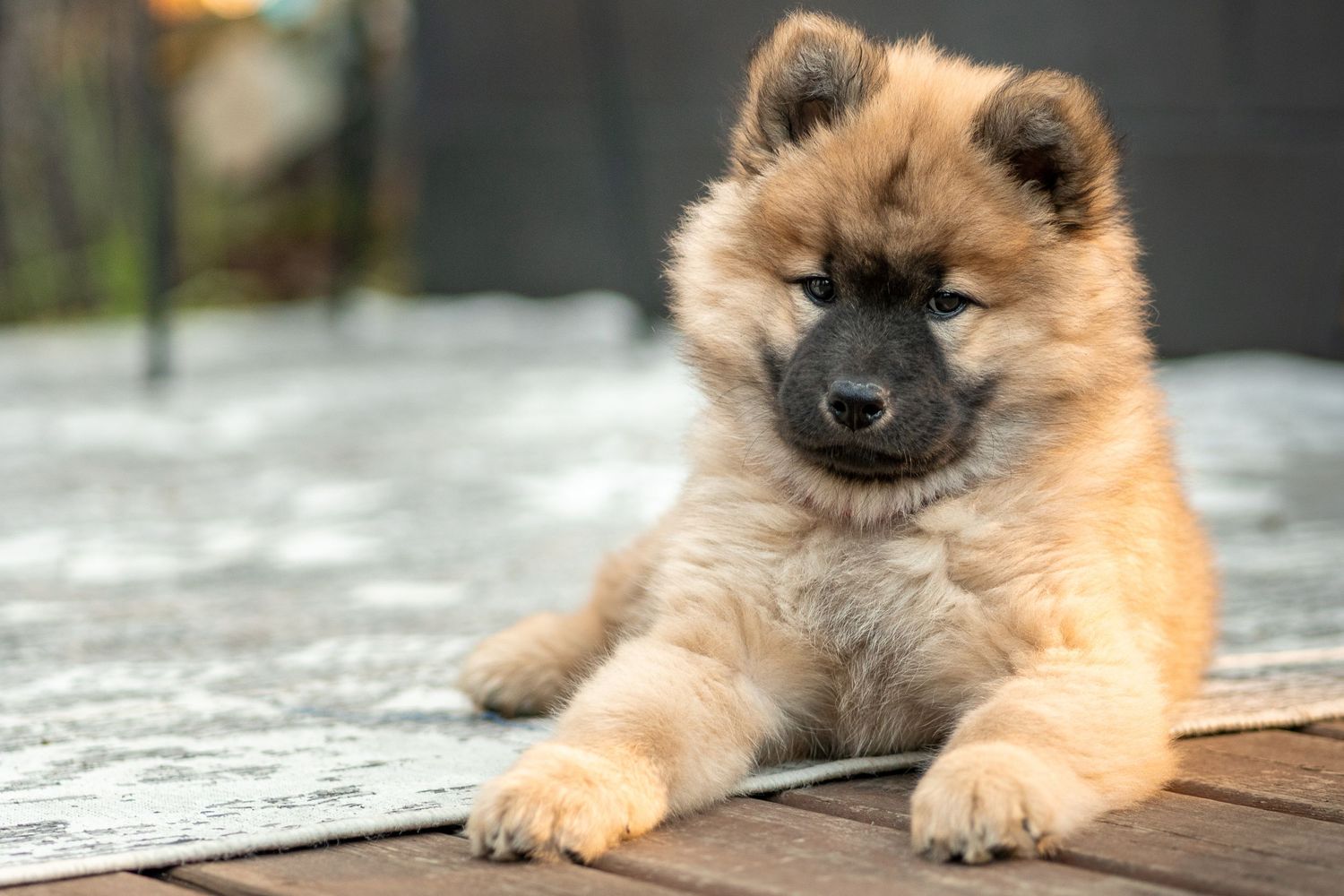 A cute brown puppy with a black mask tilts his head, lying on a red wooden deck and a grey patterned carpet.