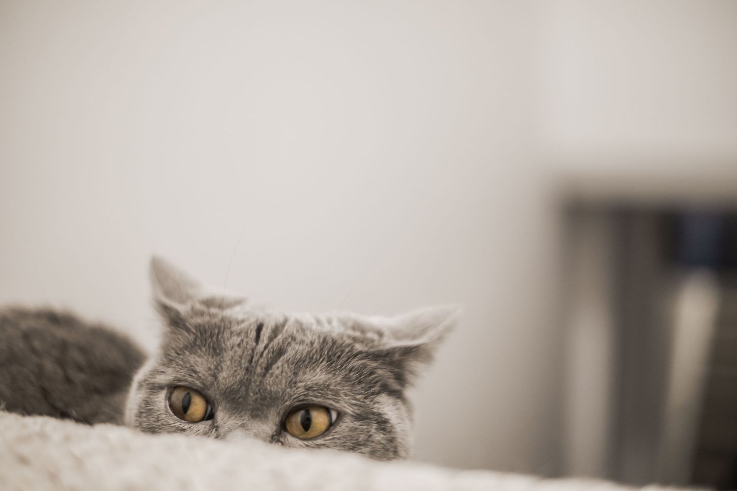 A grey cat peers over the top of a step with yellow eyes.