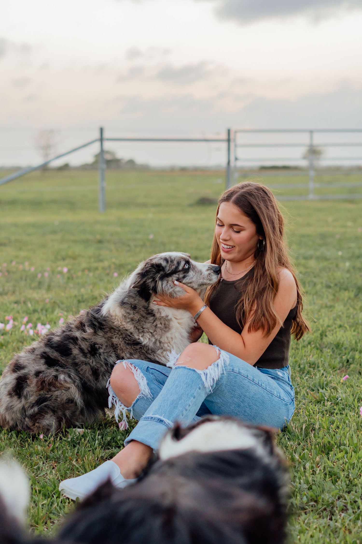 Australian shepherd dogs playing with someone in a grassy field at sunset.