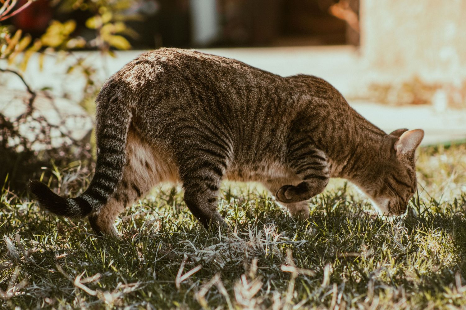 My Cat, Tweak.
