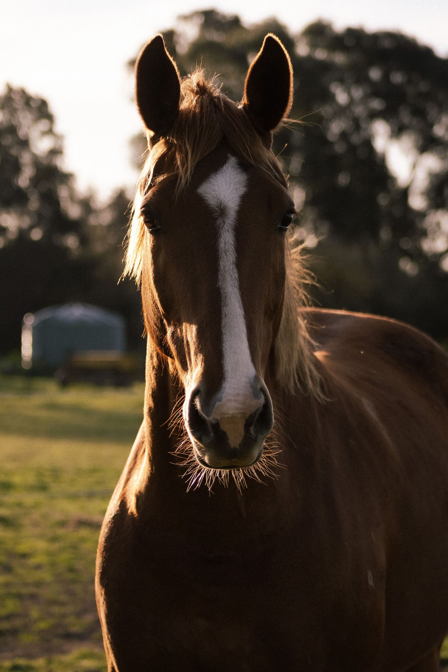 Close-up portrait of a horse standing in soft evening light with trees blurred in the background.