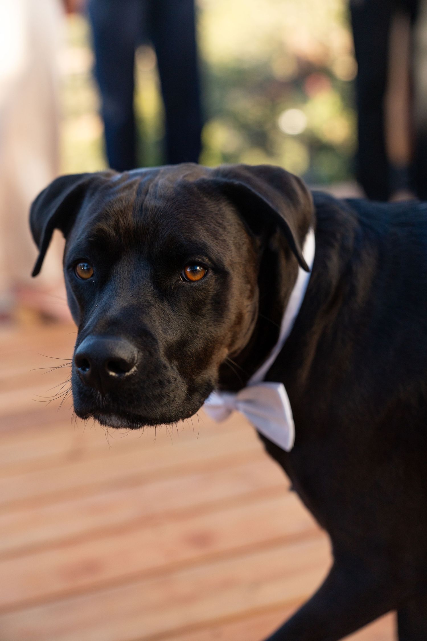 Close-up profile view of a black dog with a white collar on a wooden deck.