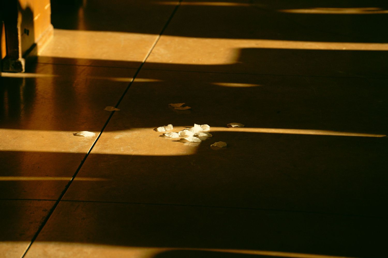 Sunlight creates dramatic shadows on a polished floor with scattered flower petals.