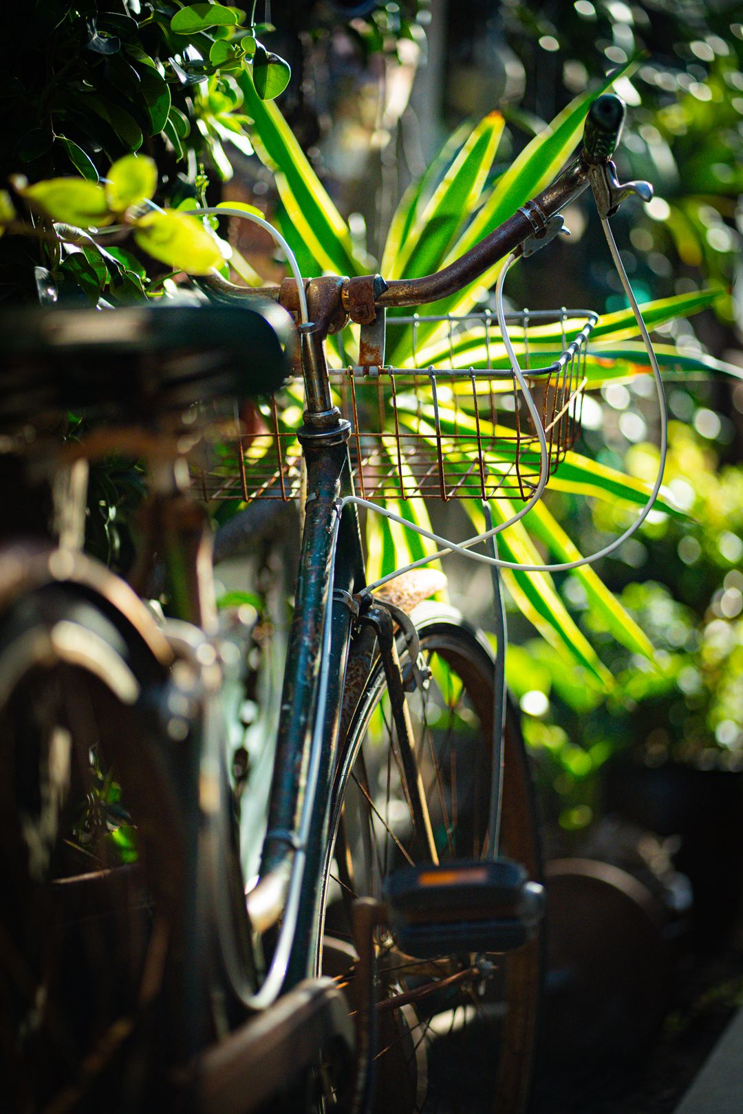 Vintage bicycle handlebars with green palm fronds creating natural backlighting in garden setting.