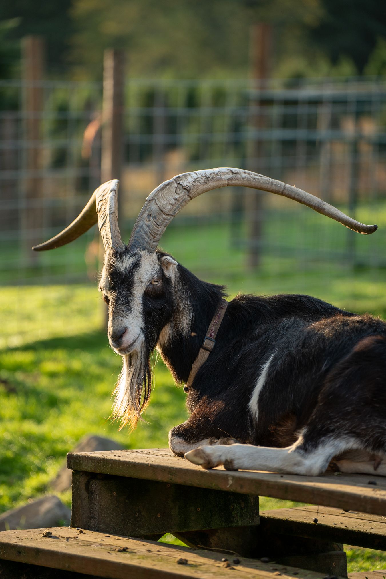 Black and white goat relaxing on a wooden platform in a sunny field.