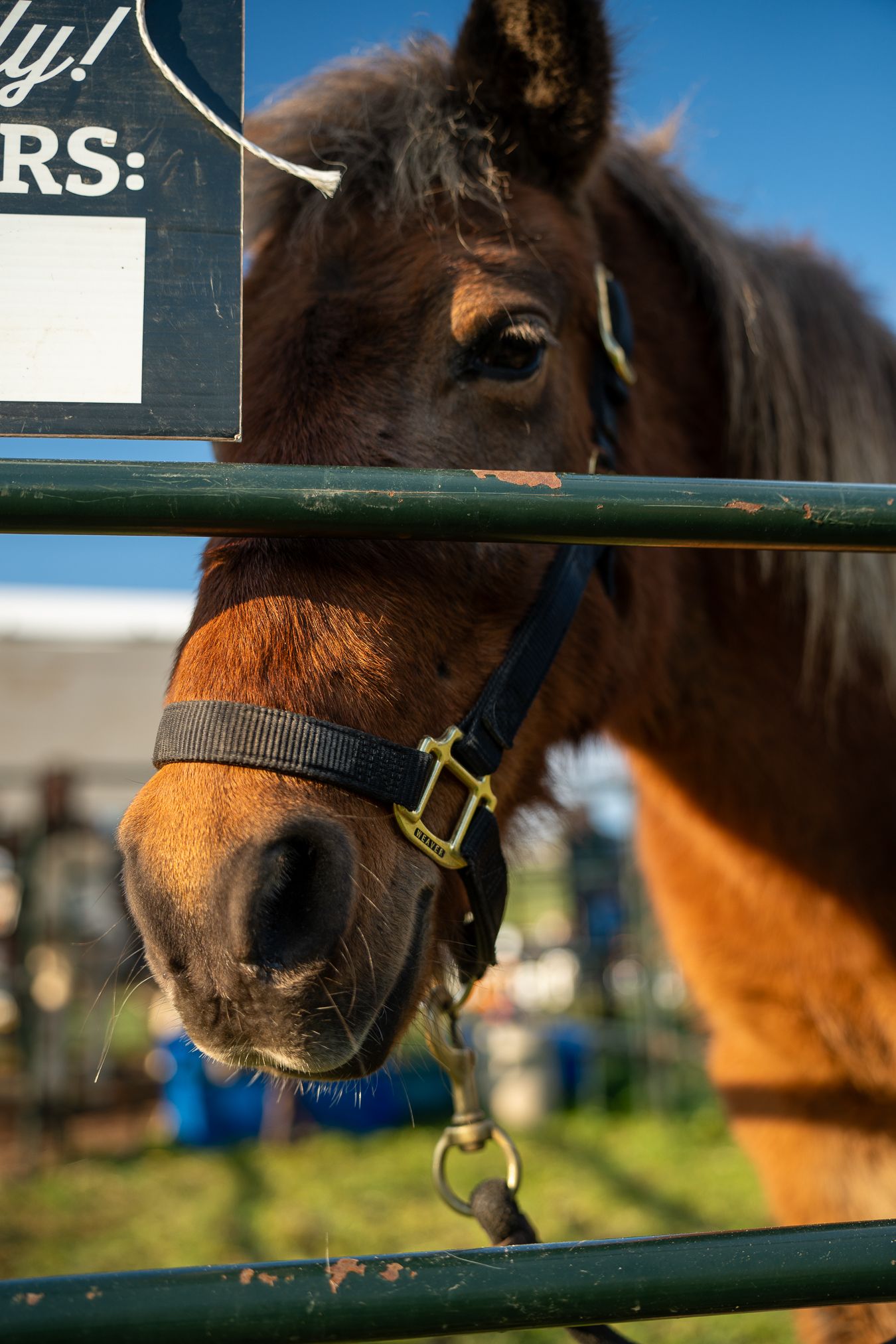 Close-up of brown horse looking through green fence rails on a sunny day.