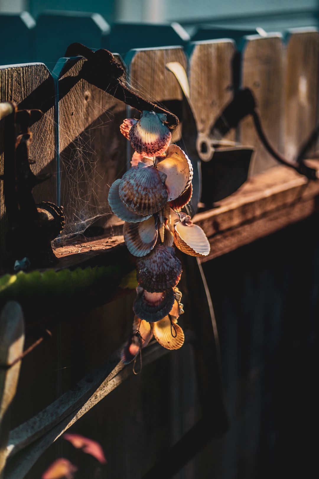 Decorative seashells hanging on wooden fence with warm lighting effects.