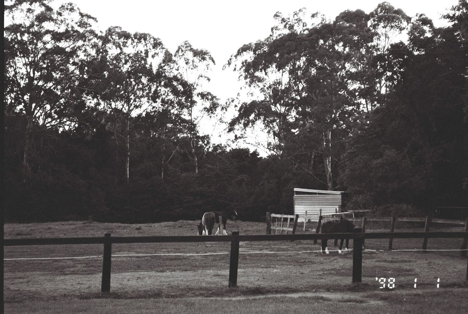 Black and white photo of horses standing in a fenced paddock beside a small shed, with tall eucalyptus trees in the background.