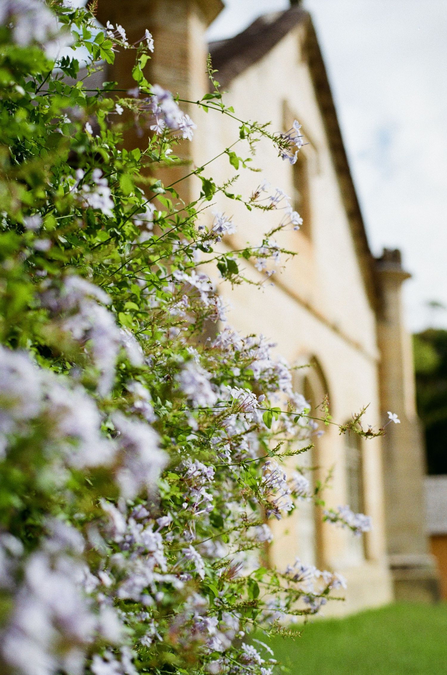 Soft purple flowers blooming on branches against a blurred beige building exterior.