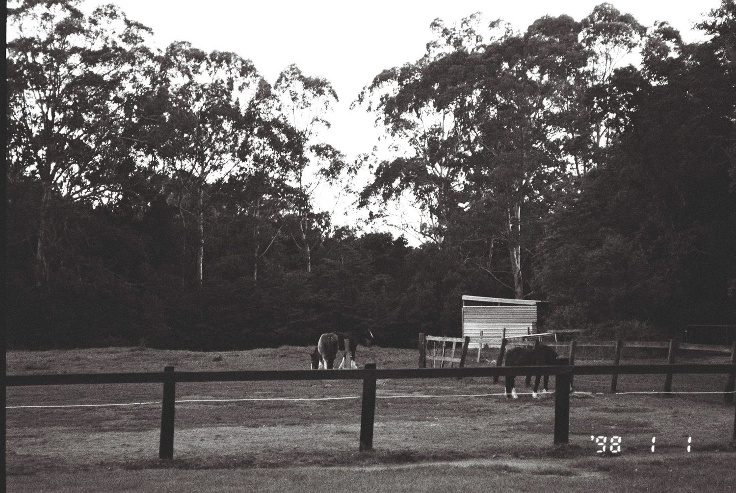 Black and white photo of horses grazing in a fenced paddock beside a small shed, with tall eucalyptus trees in the background.