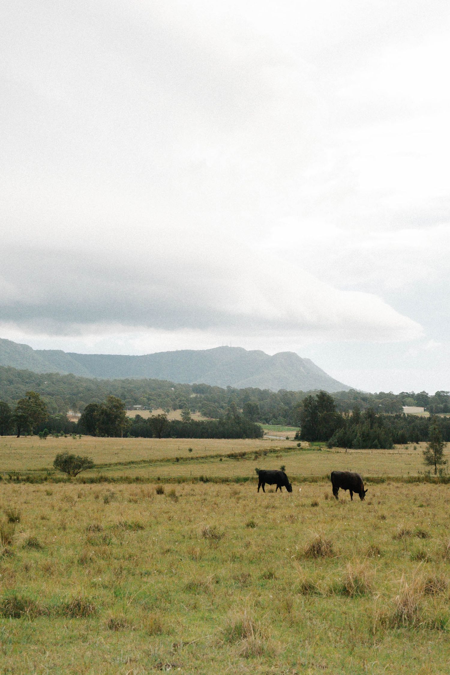 Two black cattle graze on a vast grassy field with mountains and cloudy skies in the background.