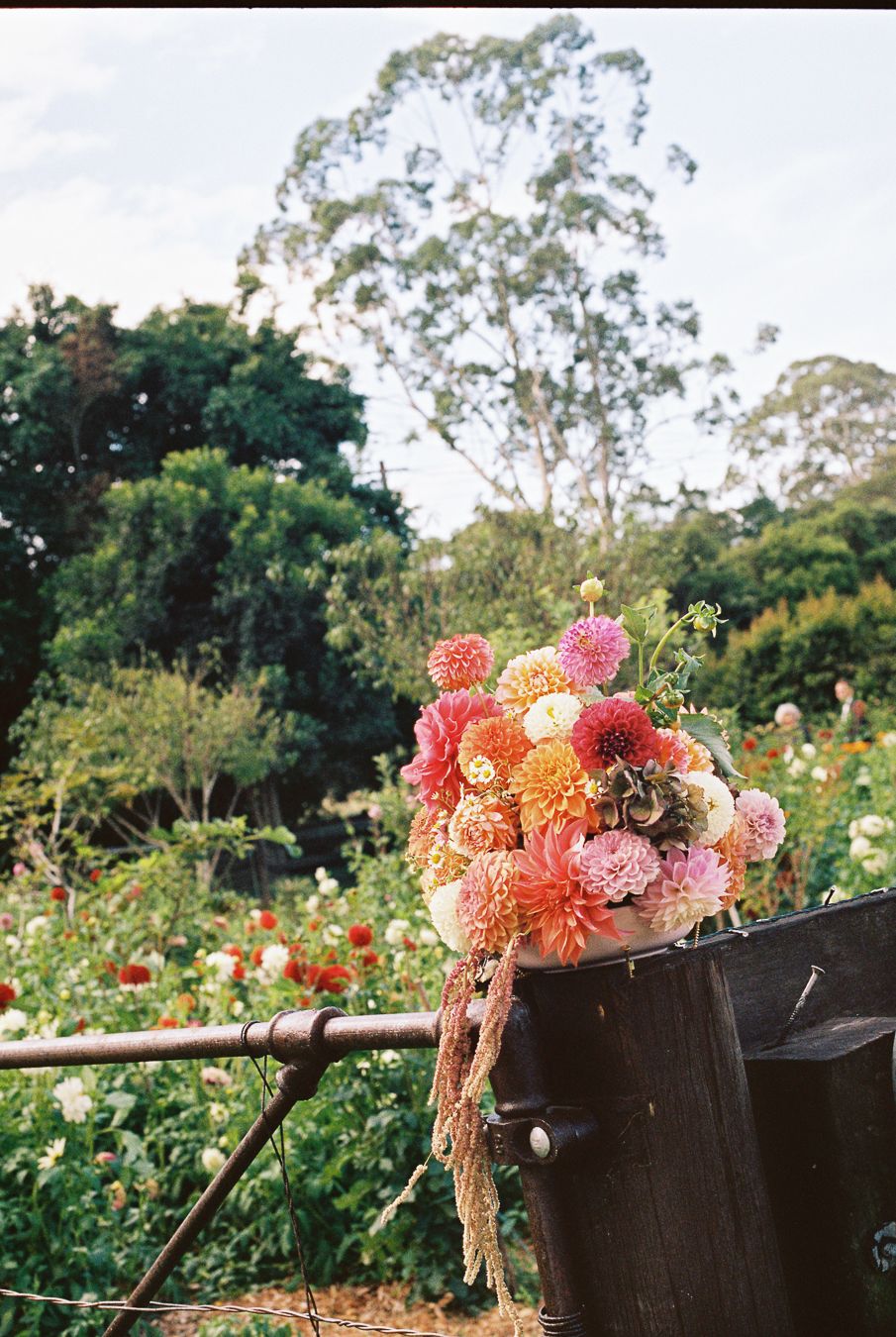 Vibrant pink and orange dahlia bouquet resting on a rustic wooden barrel in a lush garden setting.