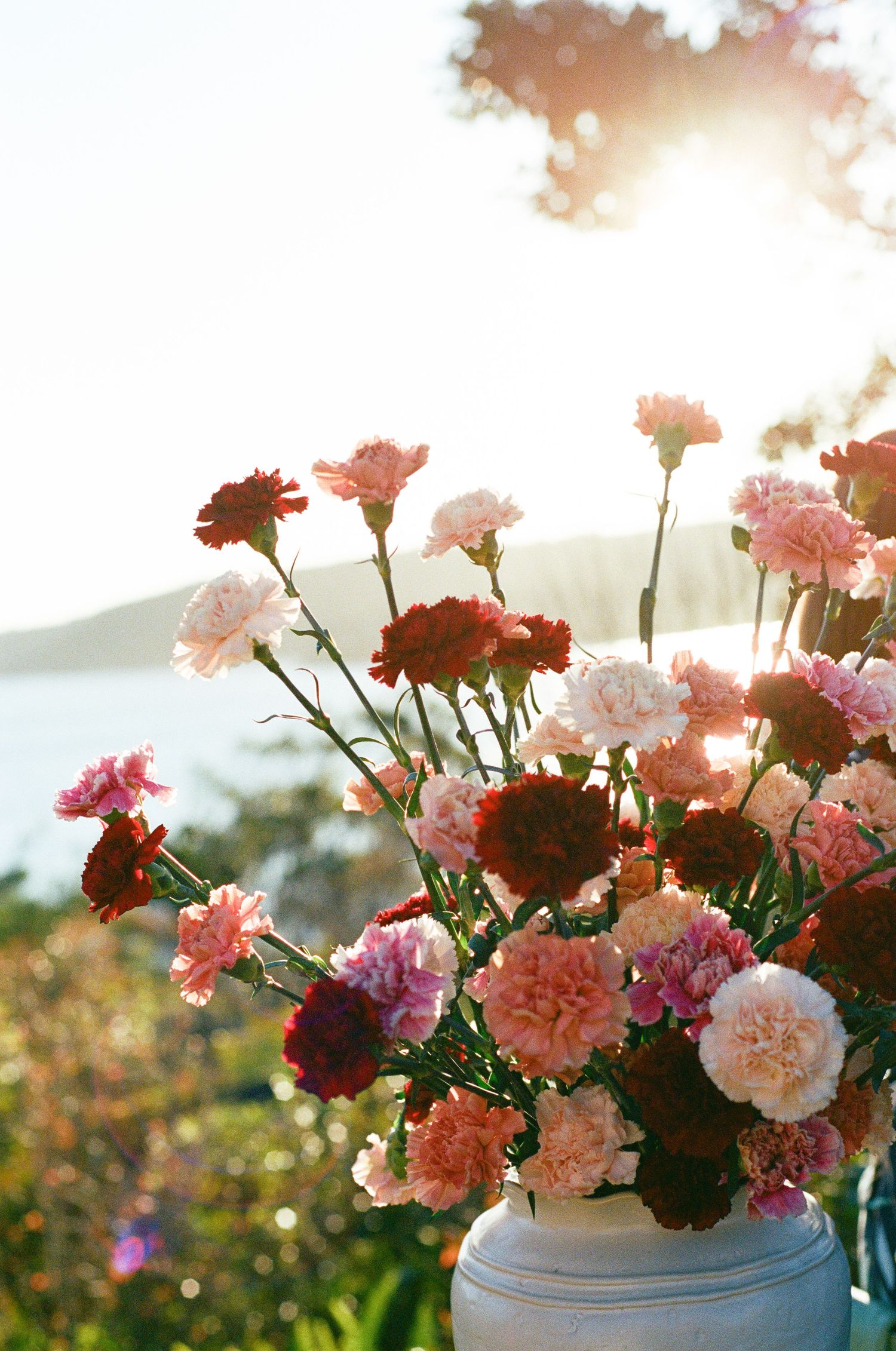 Colorful carnation bouquet in pink and red hues backlit by golden sunlight near the ocean.