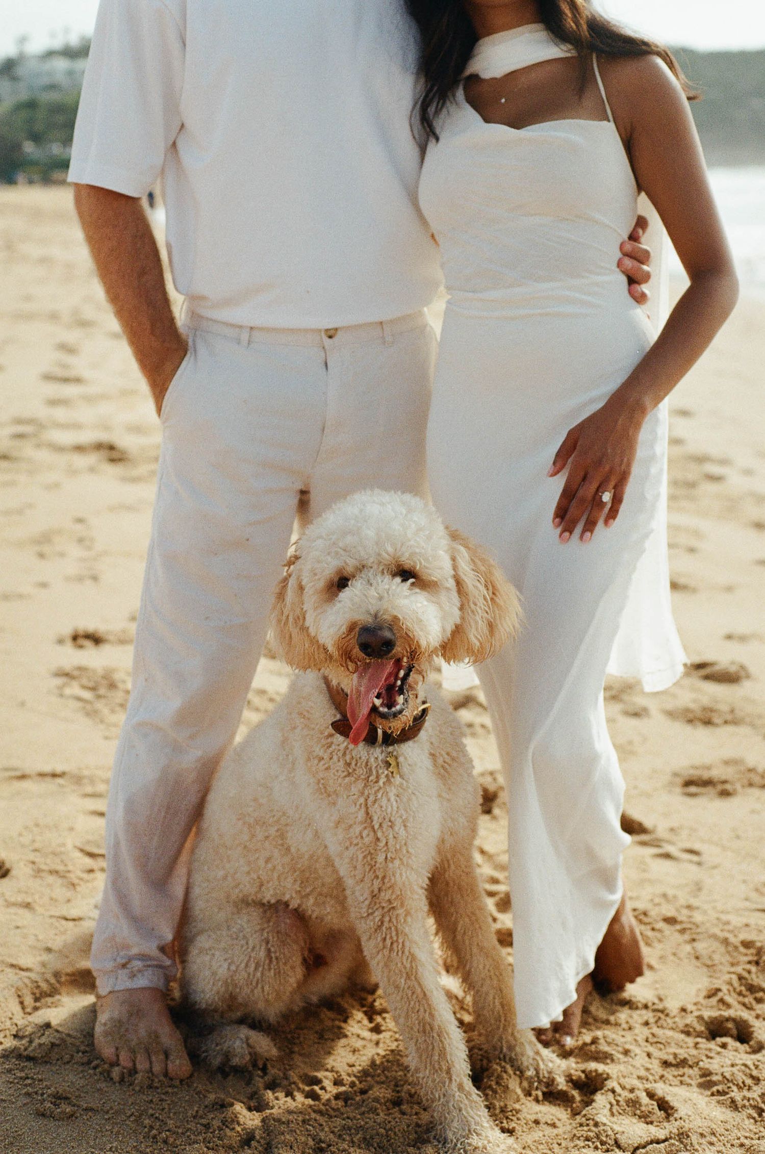 A fluffy white goldendoodle dog sits on a sandy beach next to people wearing all white clothing.
