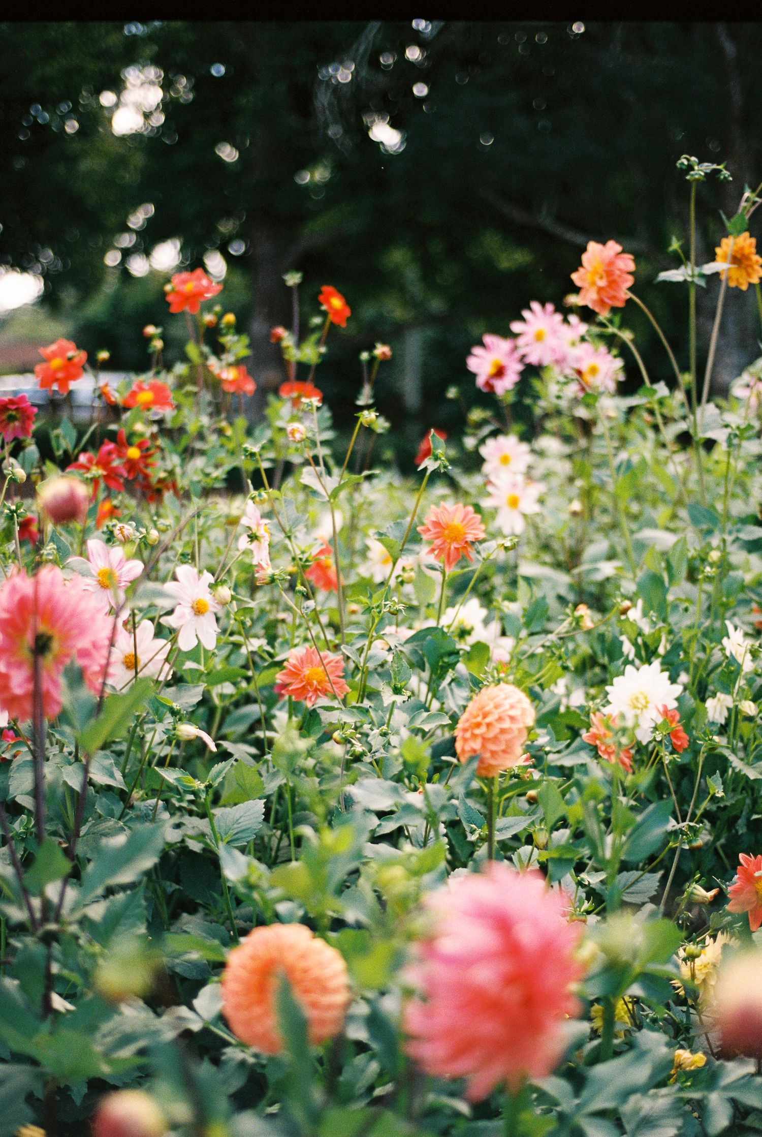 Colorful dahlias in shades of pink, orange, red and white bloom in a lush garden with green foliage and trees in the background.
