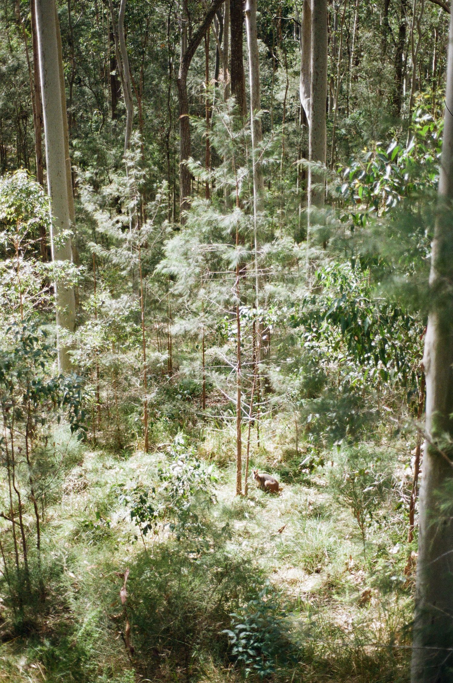 Sunlit eucalyptus forest with tall slender tree trunks, young saplings and dense green undergrowth covering the woodland floor.