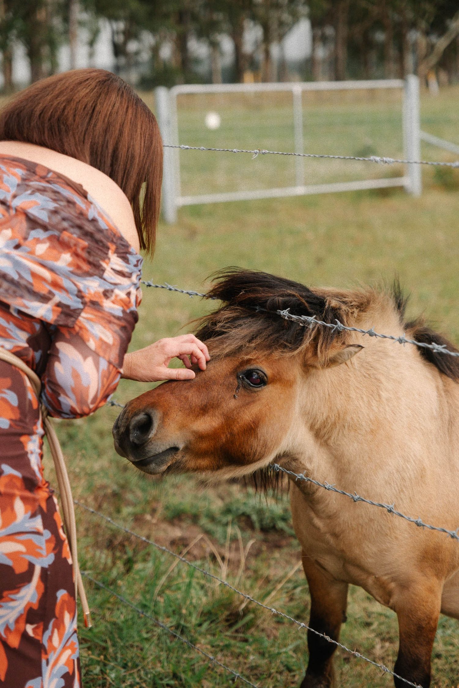 A miniature pony with brown coat peeks through barbed wire fence while being petted in a grassy field.