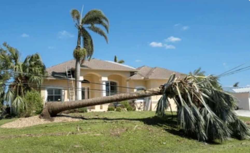A picture of a tree that has been blown over in a storm.