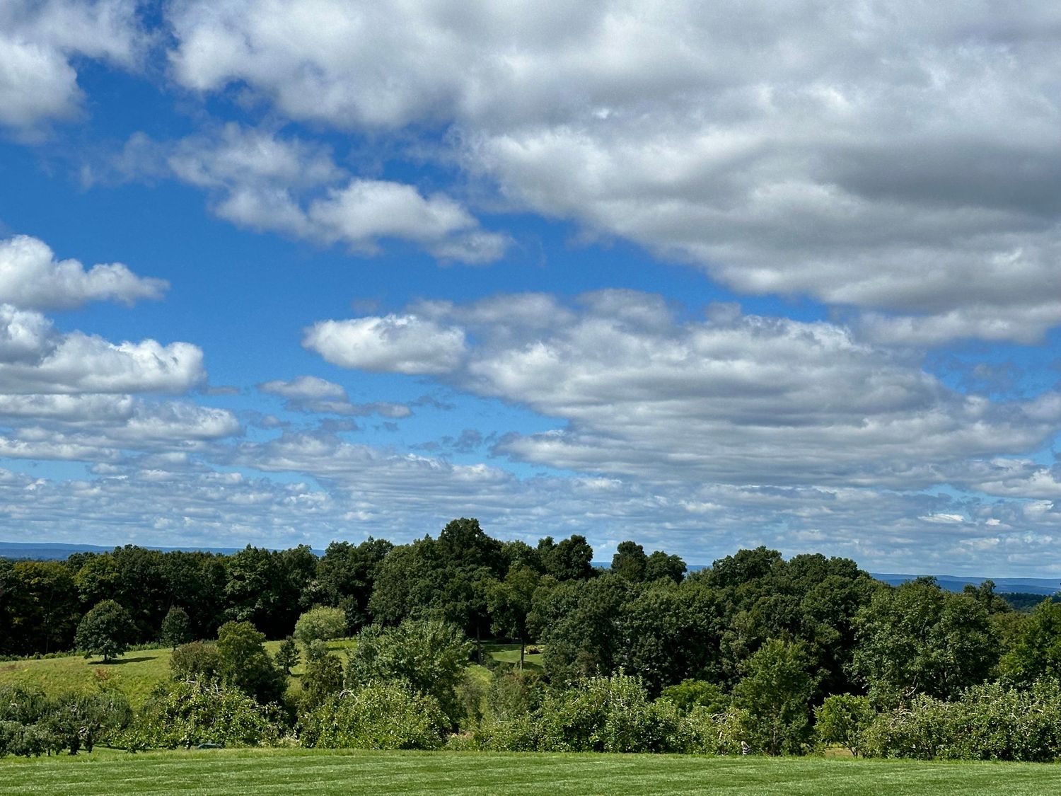 Lush green landscape with dense trees under a vibrant blue sky filled with fluffy white clouds on a sunny day.