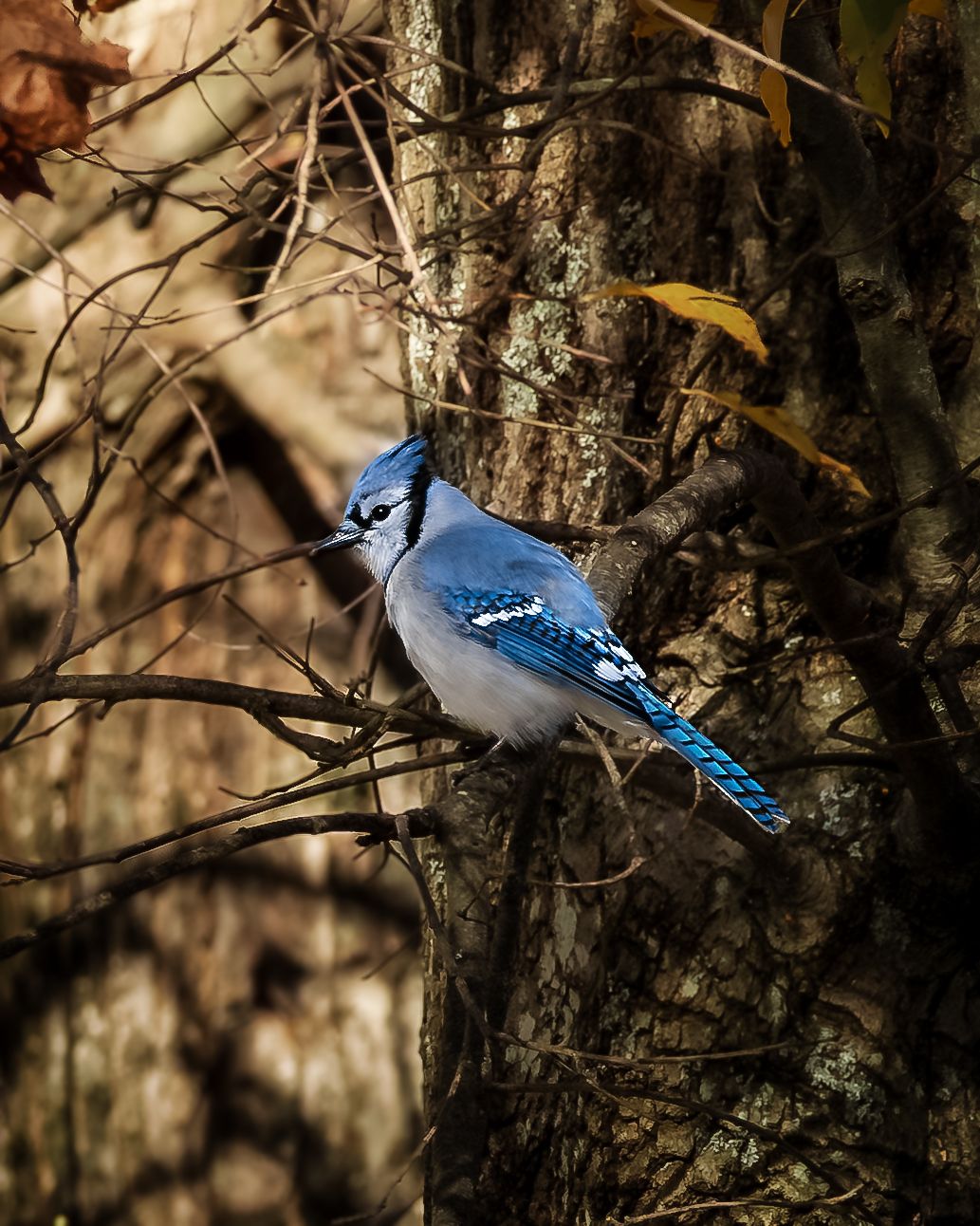 Blue jay perched on tree branch amid bare winter branches and tree bark in natural woodland setting.