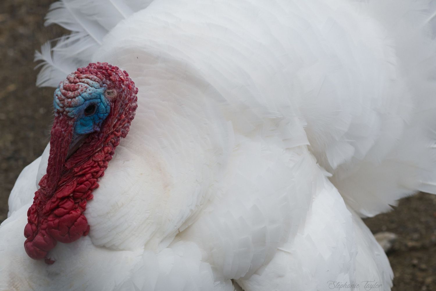 Close-up of a white turkey with vibrant red and blue head caruncles against a blurred background.