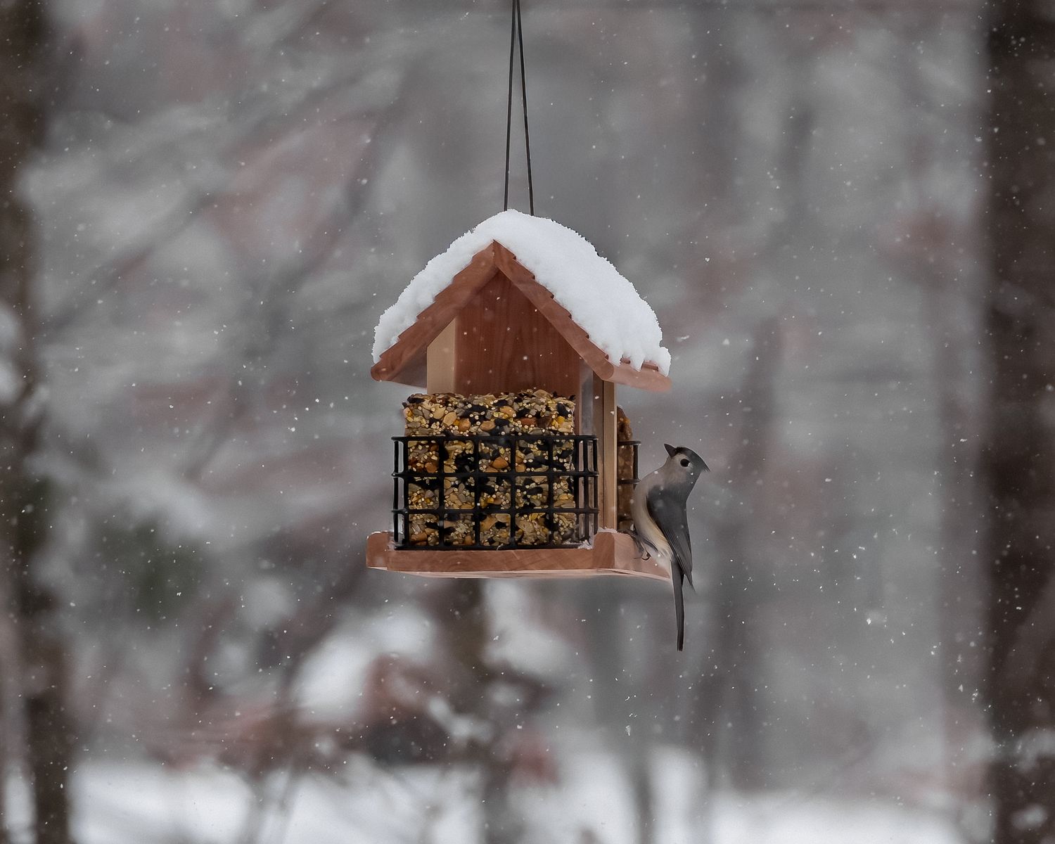 A tufted titmouse clings to a snow-covered wooden bird feeder during a winter snowstorm in a forest setting.