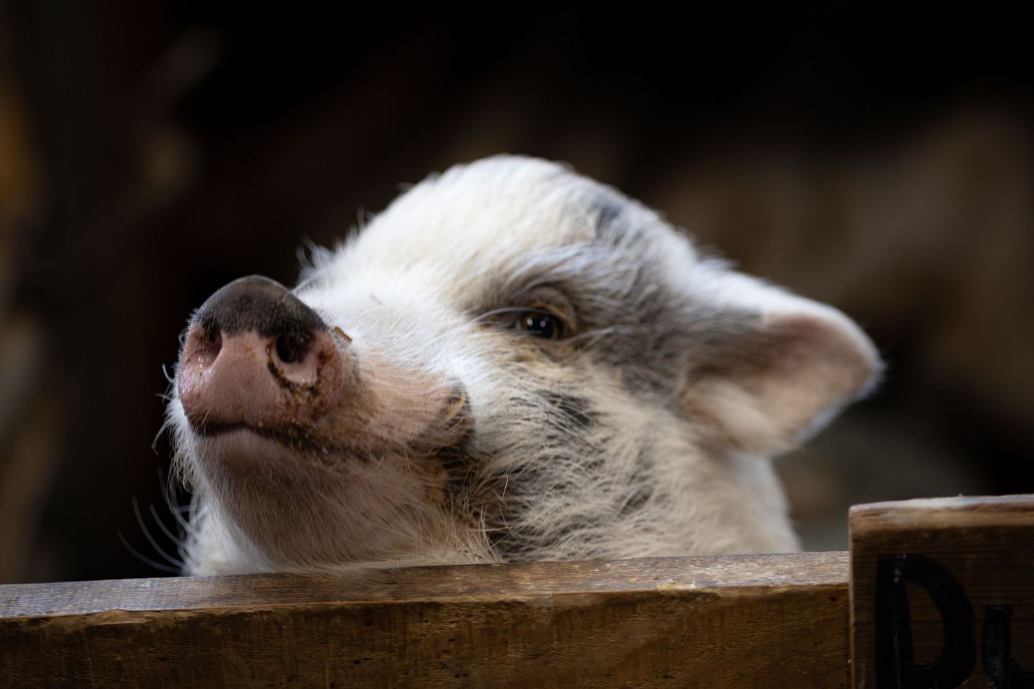 A cute baby piglet rests its snout on a wooden fence rail in a rustic barn setting.