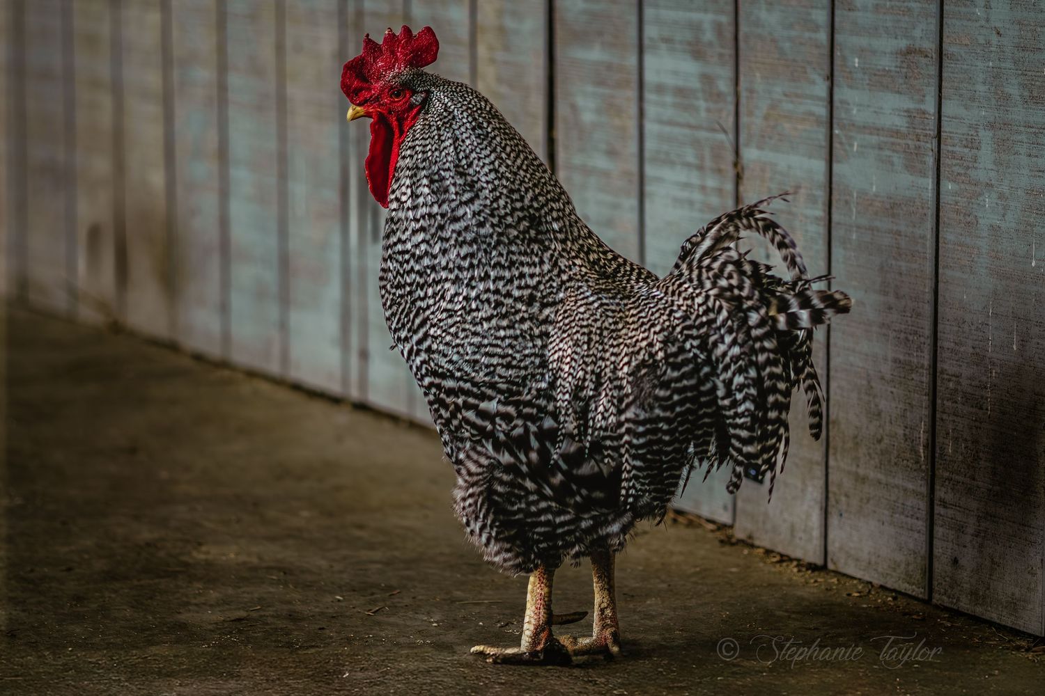 A striking black and white barred rock rooster stands proudly on a concrete floor beside a weathered wooden wall.